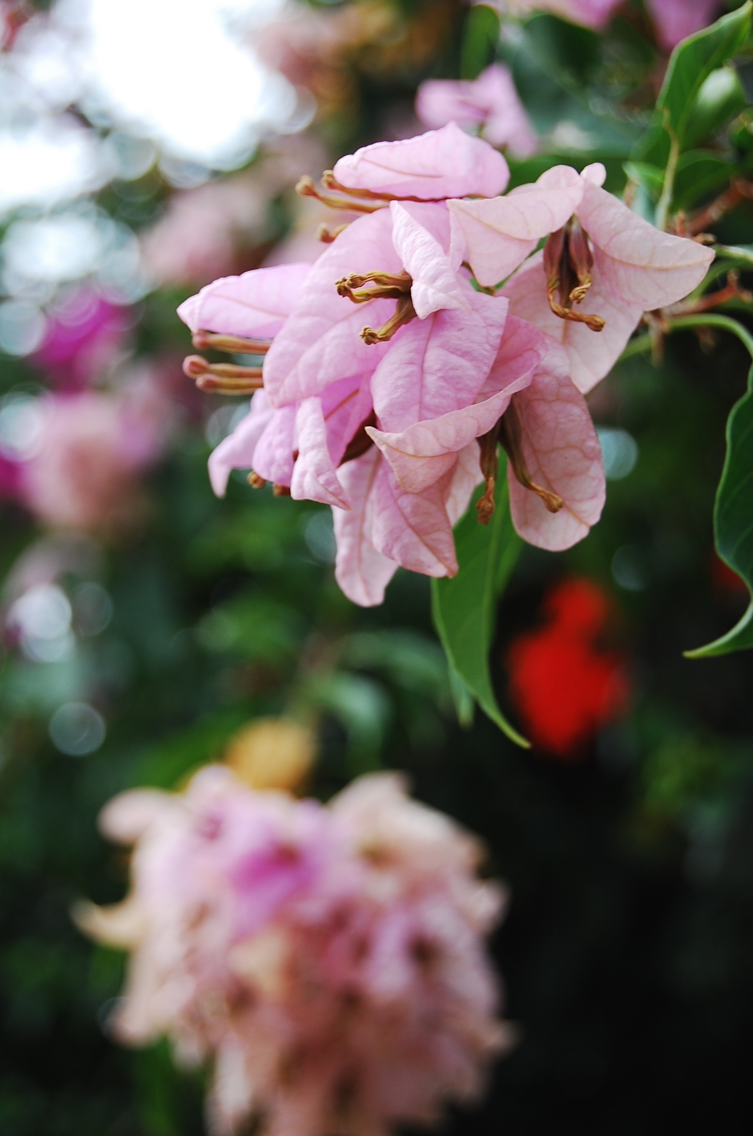 Photograph of pink flowers by Jennifer Kaplan